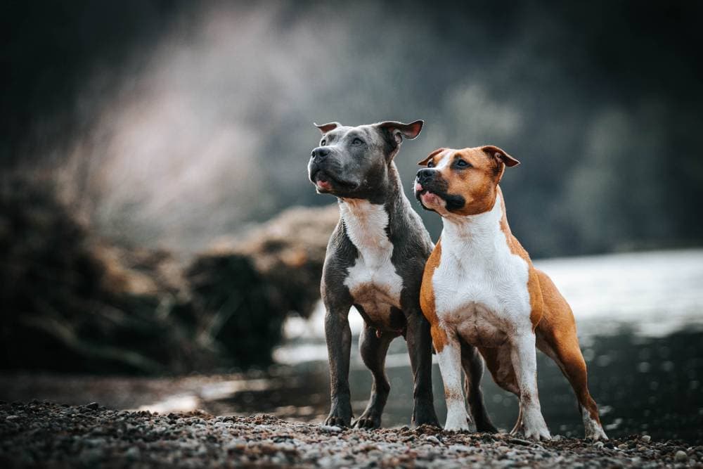 美国斯塔福德郡Terrier和Pitbull