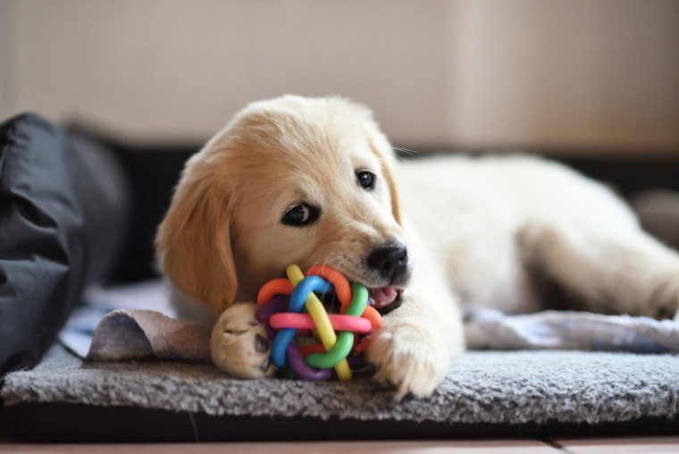 金毛犬小狗在玩具上咀嚼