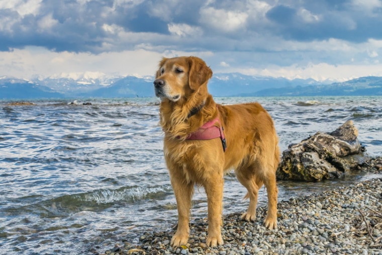 金毛猎犬站在海滩上