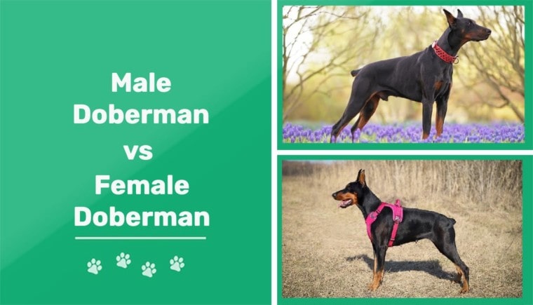 男性杜宾犬v女性杜宾犬