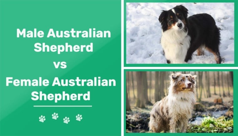 男性和女性的澳大利亚牧羊犬特色形象