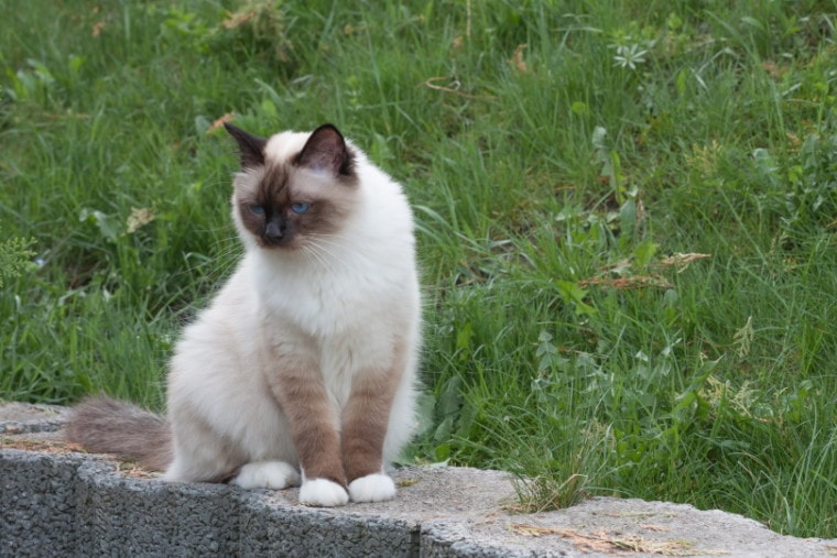伯曼猫的猫坐在花园里
