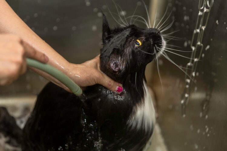 黑色的波斯猫洗澡