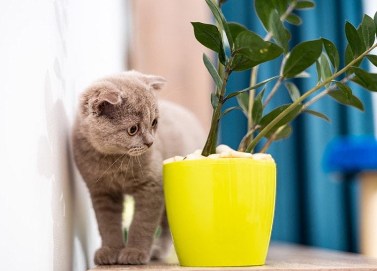 一只英国小猫站在一盆绿色植物旁边