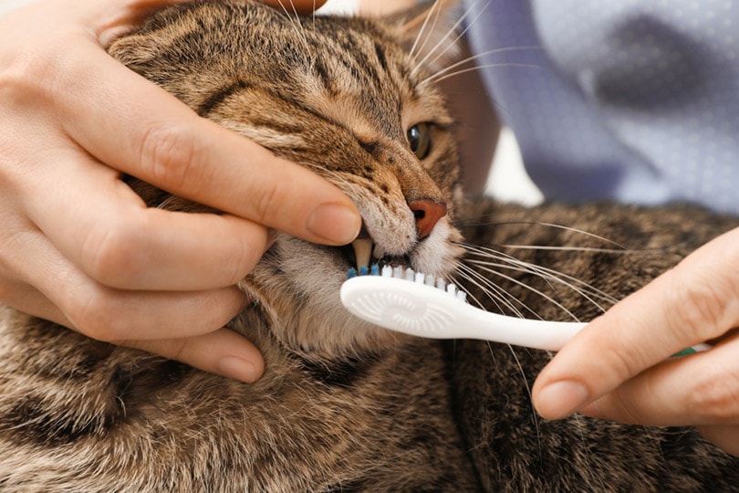 猫在刷牙