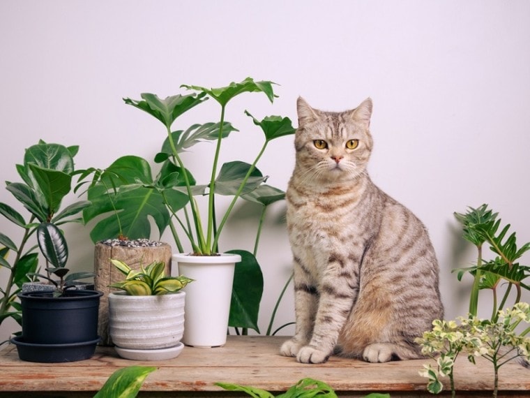 猫在木桌上与房屋植物
