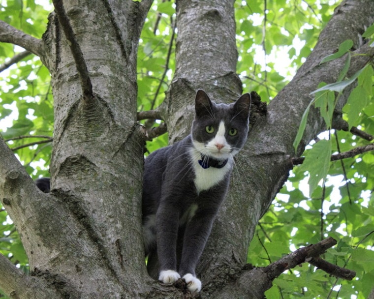 灰猫爬上树