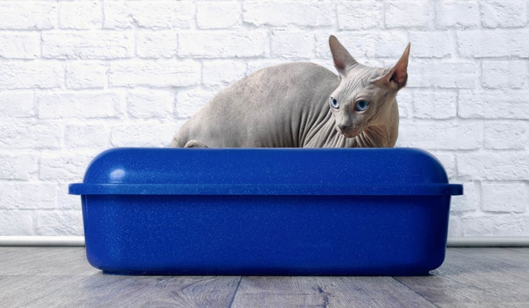 Sphynx猫沙盒