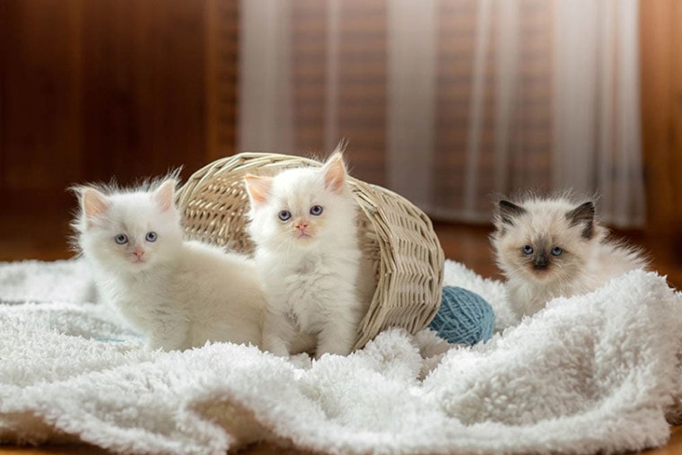 三个毛绒布偶猫小猫