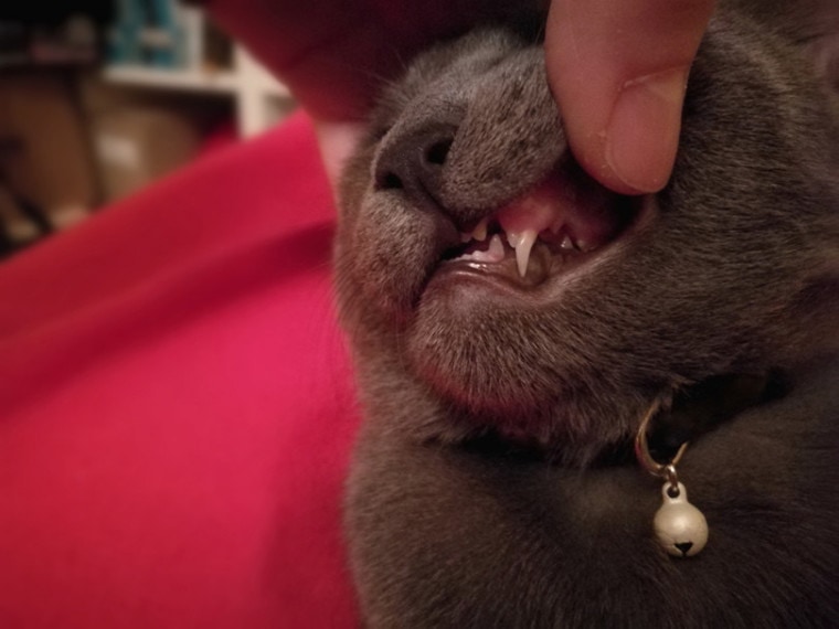 猫失去了牙齿