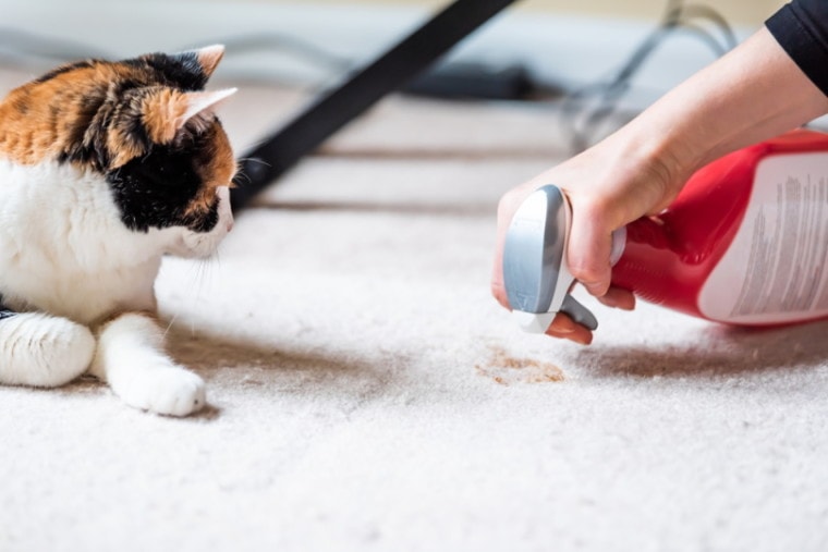 猫看着人类喷淋清洗地毯