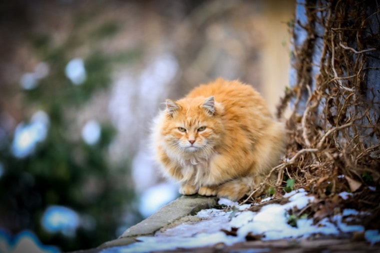姜猫坐在外面,雪在地上