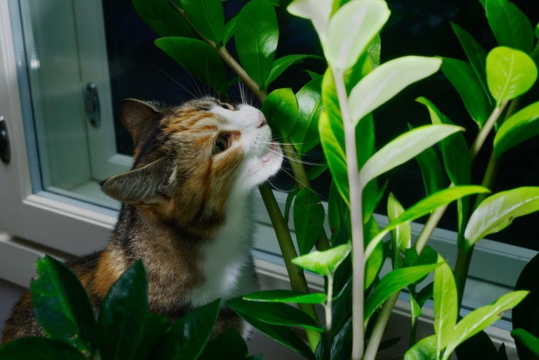 小猫咬掉一个植物叶子上