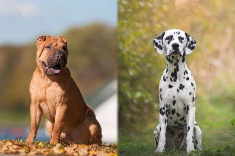 沙皮犬和达尔马提亚狗混合品种