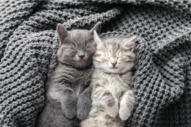 两个小猫睡在一个被子