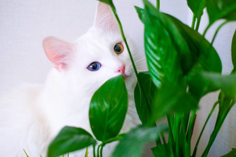 白猫背后和平百合叶