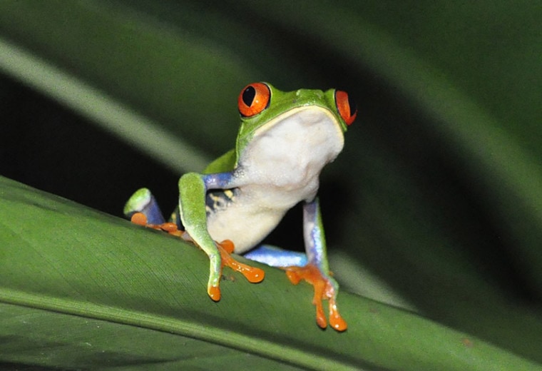 一只红眼睛的树蛙在丛林中