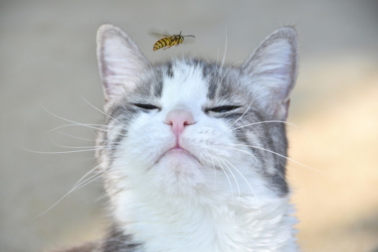 猫和蜜蜂的特写照片