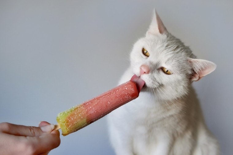 猫吃冰棒