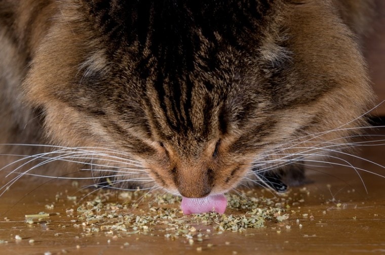 猫吃猫薄荷