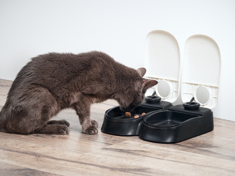 猫吃的自动给料机