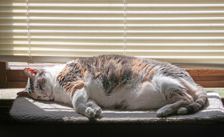 脂肪杂色猫睡在窗户上