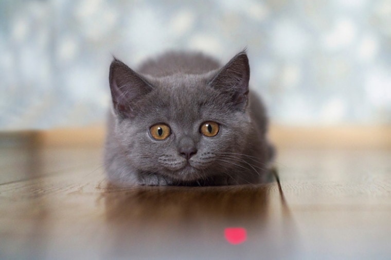 灰色的小猫玩激光玩具