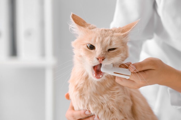 兽医为猫清洁牙齿