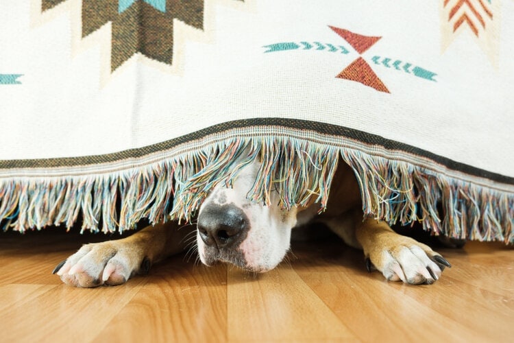 狗狗吓得躲在毯子下面