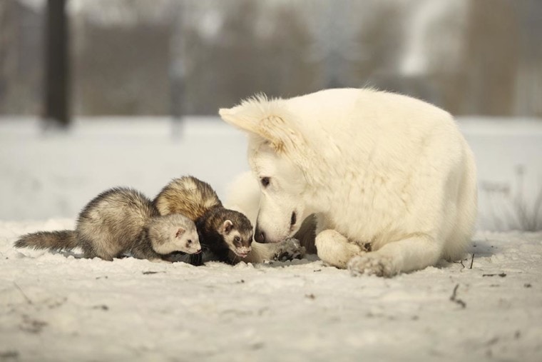 瑞士白牧羊犬和雪貂