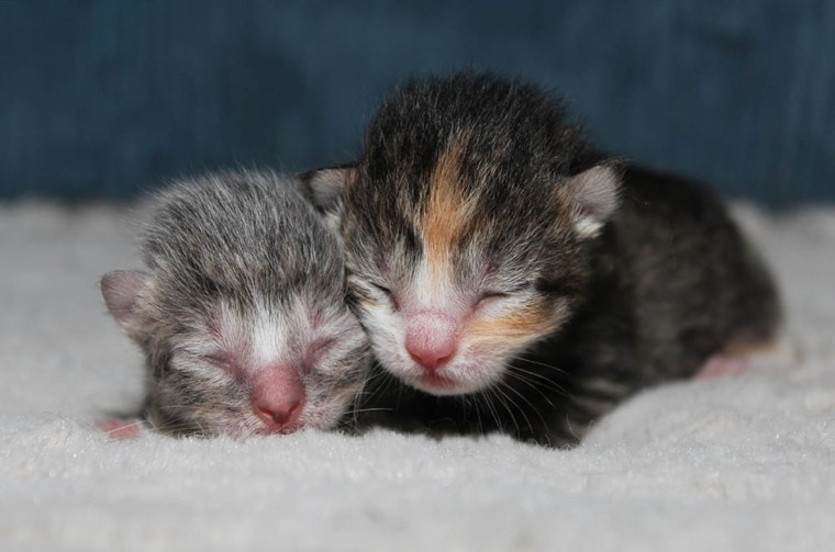 两个刚出生的小猫