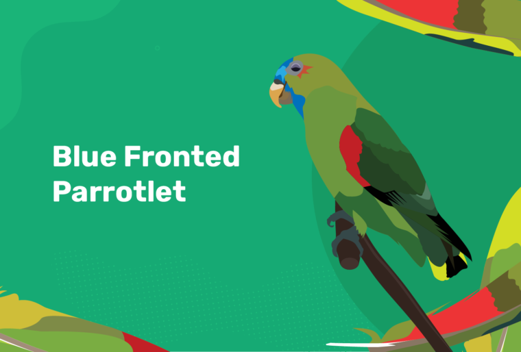 蓝色的parrotlet