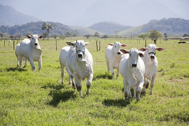 一群白色的奶牛向摄像机冲来