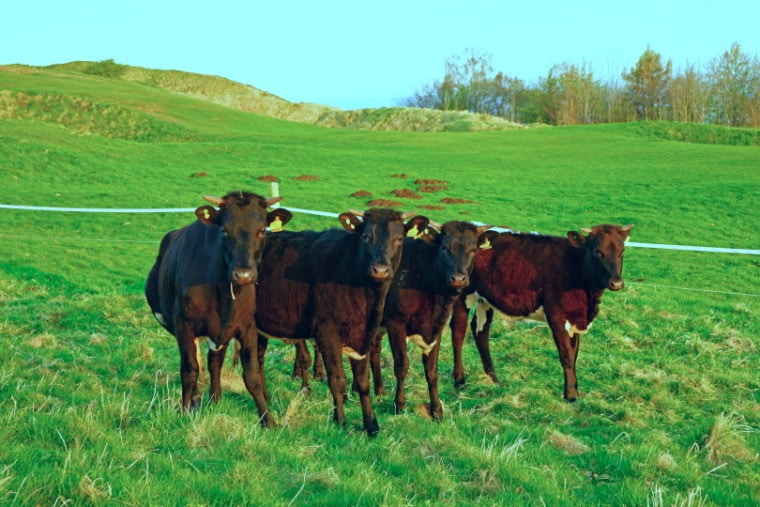 格洛斯特牛在草地品种