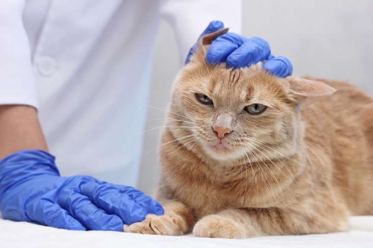 橙色的猫的耳朵被兽医检查