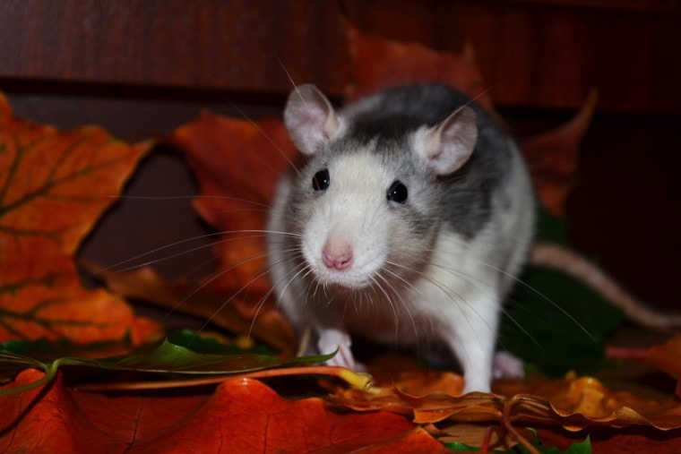 老鼠走在晚上干树叶