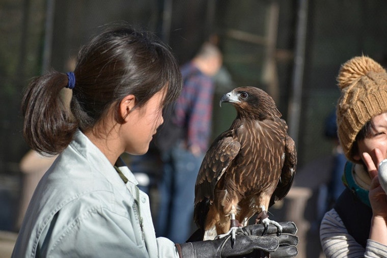 一个女人处理猎鹰在动物园