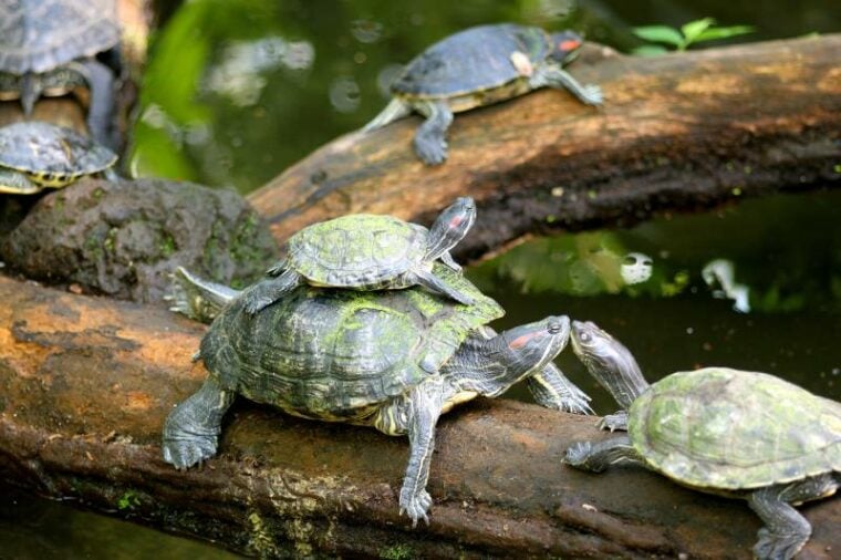 小乌龟与其家庭的树枝池塘水
