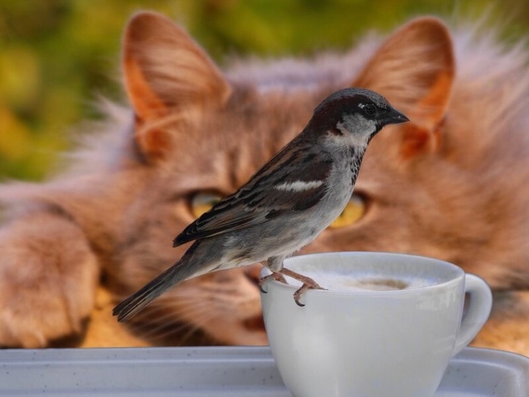 猫鸟雀咖啡