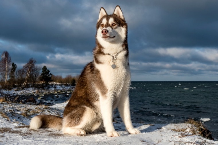 西伯利亚雪橇犬坐