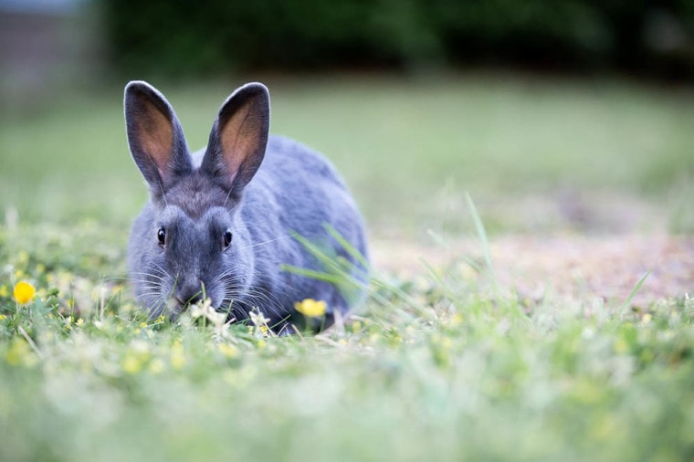 银色兔子在草地上