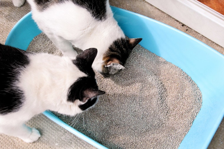 两猫嗅垃圾盒