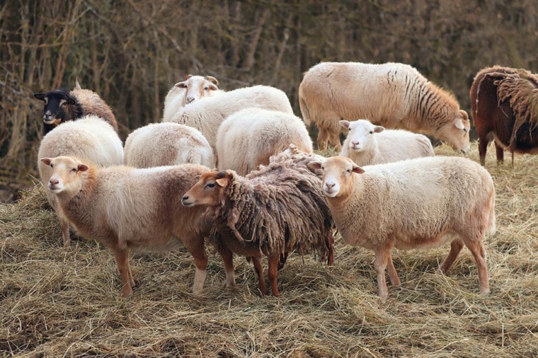 各种各样的羊在牧场