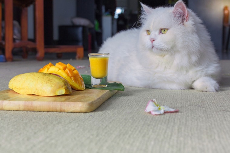 猫在芒果旁边