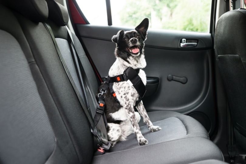 狗在汽车安全带约束装置