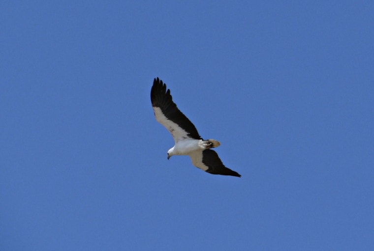 White-bellied海洋鹰在天空中翱翔