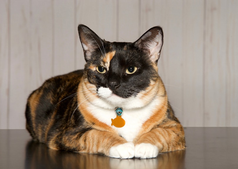 桌上躺着一只带宠物id标签的白花猫