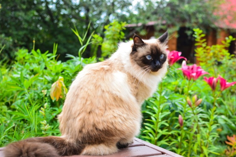 巴厘岛的猫在花园里