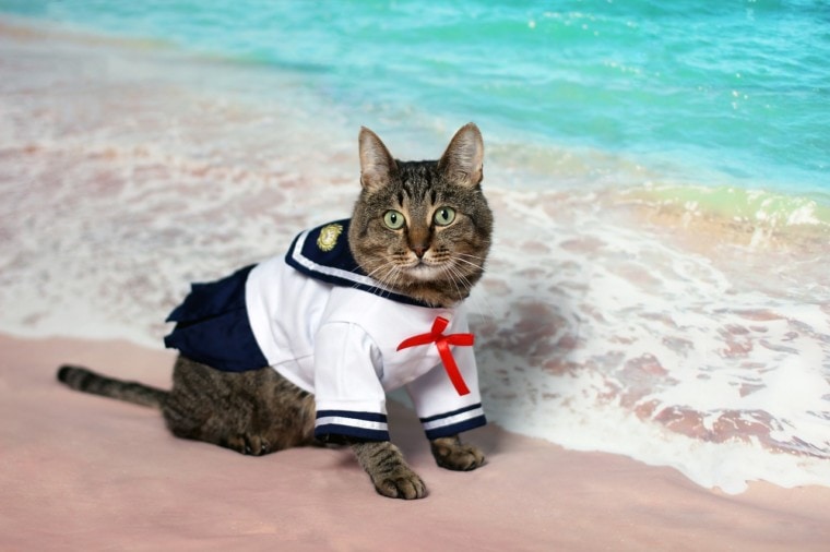 穿着水手服的猫