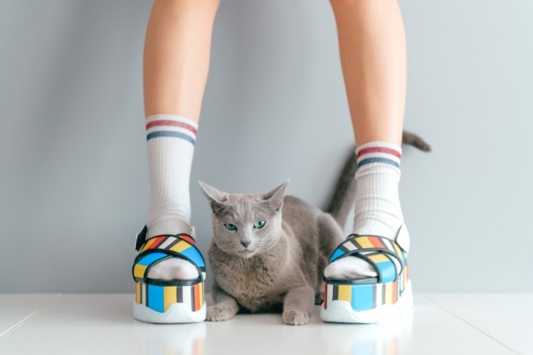 灰猫与动漫的鞋子